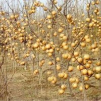 低價出售晚秋黃梨二級苗0.6