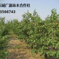 杏樹(shù)出售、6-10公分杏樹(shù)大量低價(jià)供應(yīng)