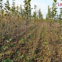 供應(yīng)蘋果苗-品種蘋果苗價(jià)格-嫁接蘋果苗-山西蘋果苗基地 價(jià)格 廠