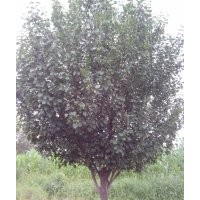 15公分八棱海棠樹