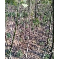 核桃苗，嫁接核桃苗，嫁接核桃苗價(jià)格