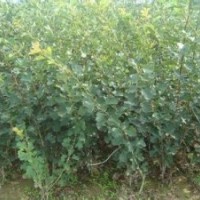 山楂苗山西山楂苗價(jià)格5-8公分山楂樹(shù)10-15公分山楂樹(shù)