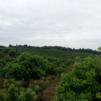 江西南昌--楊梅樹基地