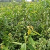 大量供應(yīng)梨樹苗 野山梨籽 品種齊全