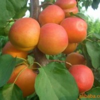 供應(yīng)遼寧杏樹苗