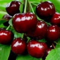 出售溫室大棚櫻桃樹