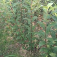 山西蘋果樹，核桃樹，山楂樹，柿子樹，桃樹，梨樹苗