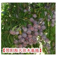 脆紅李子苗批發(fā)，嫁接脆紅李子苗