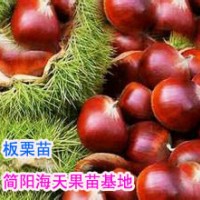 大果板栗苗，板栗果實(shí)用途
