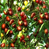 棗苗----國光大棗 沾化冬棗 大雪棗