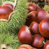 板栗苗--大紅袍板栗苗，中華栗王板栗苗，寶元板栗苗， 煙清板栗