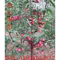 123果樹苗|123果樹苗價(jià)格