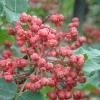 花椒苗批發(fā)|大紅袍花椒苗