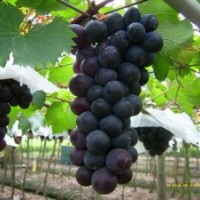 供應(yīng)巨峰葡萄苗