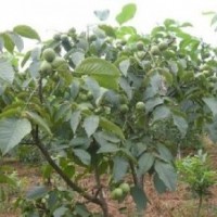 供應(yīng)核桃苗、香玲核桃苗、嫁接核桃苗