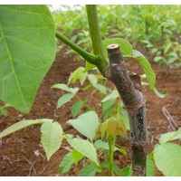 1米核桃成品苗出售、大量低價核桃成品苗優(yōu)惠供應