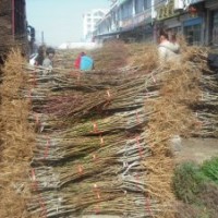 大量桃樹實生苗供應(yīng)，品種桃樹苗價格，山東桃苗廠家