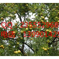 李子苗的認識，李子苗的種植，青脆李成熟的時間