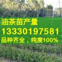 茶油苗價格,茶油樹苗,高產(chǎn)山茶苗,茶子樹苗基地,嫁接油茶籽苗