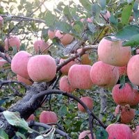 蘋(píng)果苗批發(fā)，蘋(píng)果苗品種，蘋(píng)果苗價(jià)格，蘋(píng)果苗圖片。