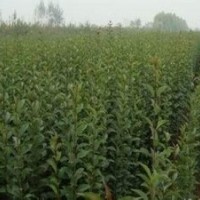 供應(yīng)各種樹苗