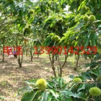 板栗的營(yíng)養(yǎng)價(jià)值 ，湖南板栗的好處，板栗的來(lái)源