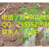 湖南香玲的早實(shí)特性，湖南供應(yīng)香玲核桃苗