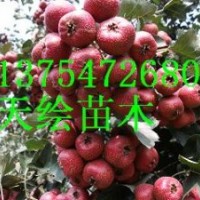 供應桃苗、梨苗、柿子苗、山楂苗、杏苗、蘋果苗、板栗苗、櫻桃苗