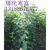 寒富果樹苗，寒富果樹苗價格