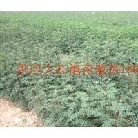 供應(yīng)花椒苗 大紅袍花椒苗 山西花椒苗 大紅袍花椒苗價(jià)格