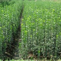 北海道 北海道綠化苗