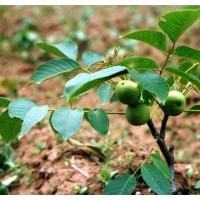 供應青皮核桃 核桃苗 核桃苗新品種 核桃苗價格 核