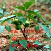 山西核桃苗/山西核桃苗/山西核桃苗/山西核桃苗價格
