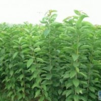 供應(yīng) 優(yōu)質(zhì)山西梨樹苗