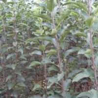 供應(yīng)蘋果苗+占地蘋果苗+占地蘋果苗價(jià)格+山西占地蘋果苗