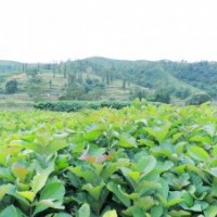 速生珍貴經(jīng)濟樹種柚木苗