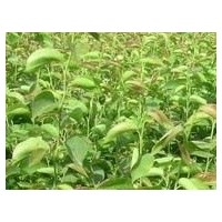 刺槐苗 花椒苗 側(cè)柏 白皮松 油松 華山松