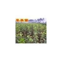 供應(yīng)矮化蘋(píng)果苗）短枝蘋(píng)果苗“蘋(píng)果樹(shù)|優(yōu)質(zhì)蘋(píng)果苗