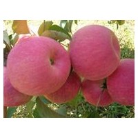 供應一刀 兩刀寒富蘋果苗