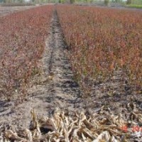 山西成品山杏苗，核桃苗，棗樹苗，海棠苗。