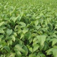 大量供應核桃苗、蘋果苗、棗樹苗、山楂苗