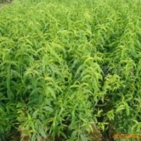 供應(yīng)花椒苗 核桃苗 刺槐苗 各種苗木