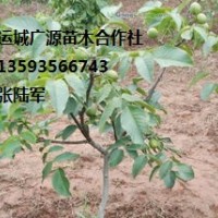 山西核桃樹出售、優(yōu)質(zhì)核桃苗大量供應(yīng)