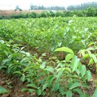 簡陽一品農(nóng)牧公司長期供應(yīng)優(yōu)質(zhì)嫁接新新2號(hào)核桃苗