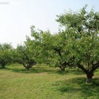 供應(yīng)梨子樹