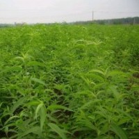 供應(yīng)桃樹苗，桃樹苗，桃樹苗