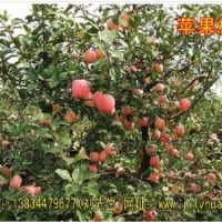 供應(yīng)蘋果樹/山楂樹/山桃樹/山杏樹/核桃樹/核桃苗