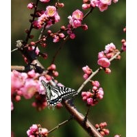 長(zhǎng)期供應(yīng)杏梅