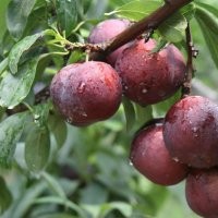 優(yōu)質(zhì)李子苗