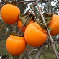 柿子苗那里好泰安榮譽(yù)園藝場(chǎng)